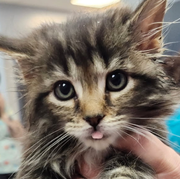 Like this post to be notified of new listed cat items!! 🐈😸🐈‍⬛️😻 - Picture 4 of 6